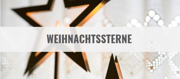 Weihnachtssterne kaufen unter Weihnachtsdekoration im Dresden Onlineshop